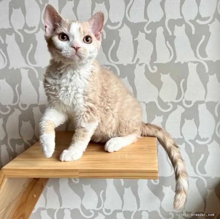 ID:2209-02538の子猫