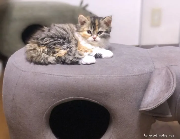 ID：2102-00064の子猫