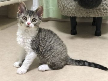 セルカークレックス【福島県・男の子・2020年12月16日・ブラウンタビー/ホワイト  (ショート 巻毛)】の写真「セルカークレックスの元気な男の子です。」