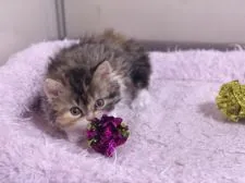 セルカークレックス【福島県・女の子・2020年12月16日・キャリコ  (三毛 巻毛長毛)】の写真2「このカシャカシャするおもちゃがお気に入り。」