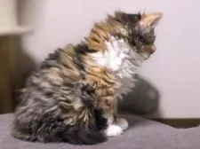 セルカークレックス【福島県・女の子・2020年12月16日・キャリコ  (三毛 巻毛長毛)】の写真3「毛量じゅうぶんです。」