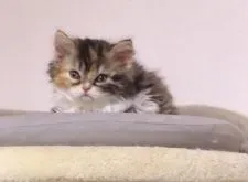 セルカークレックス【福島県・女の子・2020年12月16日・キャリコ  (三毛 巻毛長毛)】の写真5「キャットタワーに登って、リラックス。」