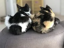 セルカークレックス【福島県・女の子・2020年1月23日・ブラックトービー/ホワイト 黒三毛 ショート巻毛】の写真5「後ろ姿。」