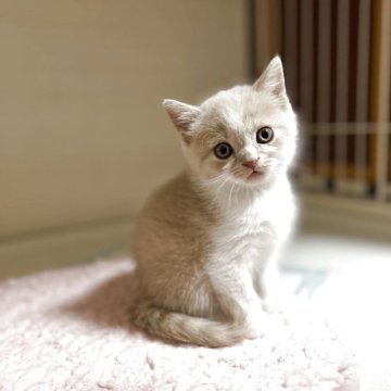 セルカークレックス【福島県・男の子・2025年9月12日・クリーム/ホワイト（ストレートヘア）】の写真「スーパー可愛い男の子」