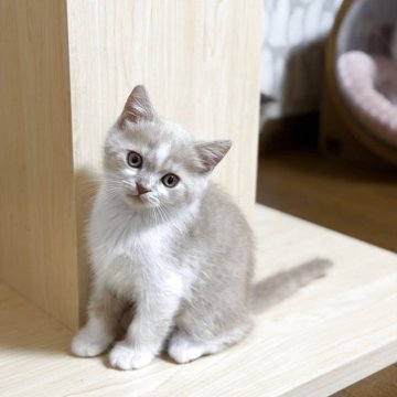 セルカークレックス【福島県・男の子・2025年9月12日・クリーム/ホワイト（ストレートヘア）】の写真「スーパー可愛い男の子」