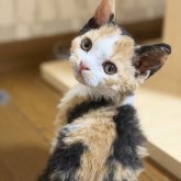 セルカークレックス