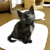 セルカークレックス【福島県・女の子・2025年9月12日・ブラックトーティ(カール)】の写真1「しっかりしたお顔つき。毛量も十分です。」