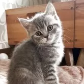 セルカークレックス