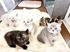 セルカークレックス【福島県・女の子・2025年9月12日・ブラックトーティ(カール)】の写真5「兄弟姉妹揃って撮影❣️」