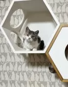セルカークレックス【福島県・女の子・2024年8月2日・三毛猫】の写真4「キャットステップのここが好き❤️」