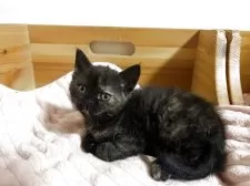 セルカークレックス【福島県・女の子・2025年9月12日・ブラックトーティ(カール)】の写真3「いいお顔です♪」