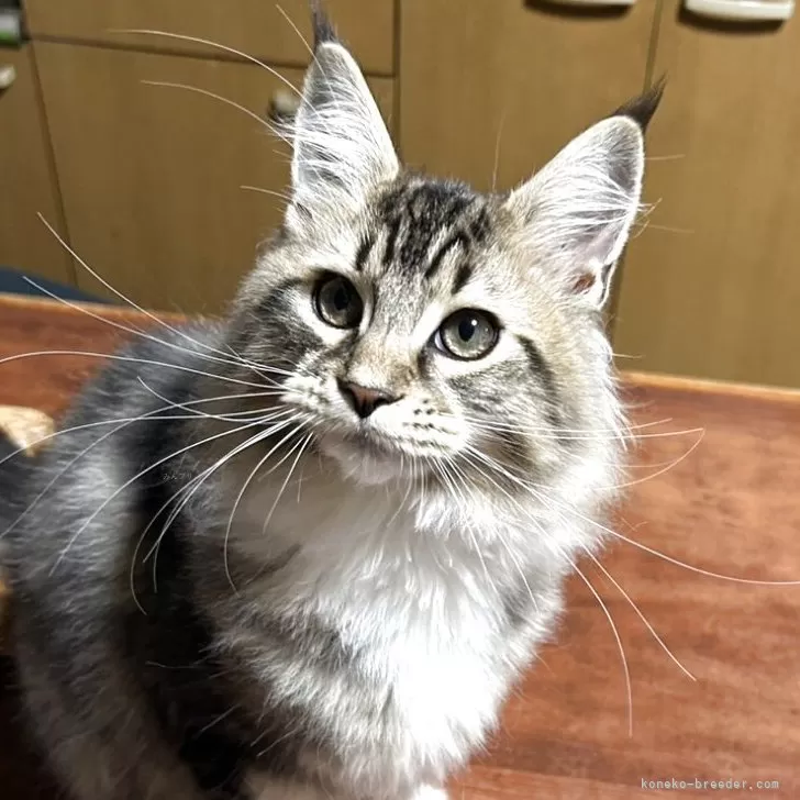 メインクーン【岩手県・男の子・2025年7月12日・ブラウンタビー&amp;ホワイト】の写真1「体重3キロ、母猫そっくりです。胸からお腹にかけてと足先は白いです。」