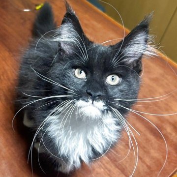 メインクーン【岩手県・女の子・2025年7月12日・ブラック&ホワイト（サラサラ）】の写真「兄弟の中で一番大きくて、何にでも興味津々です。」