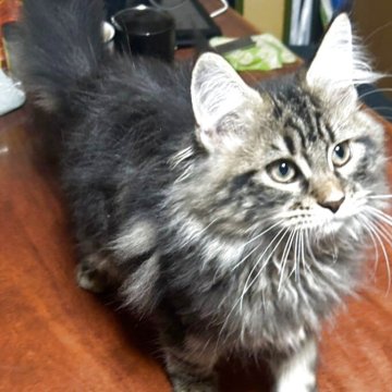 メインクーン【岩手県・男の子・2025年7月12日・ブラウンタビー】の写真「よく食べよく遊び、新しいものは真っ先にチェックしま」