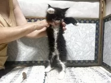 メインクーン【岩手県・女の子・2025年7月12日・ブラック&ホワイト】の写真5