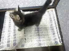 メインクーン【岩手県・男の子・2025年7月12日・ブラウンタビー】の写真4