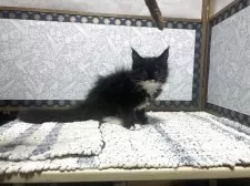 メインクーン【岩手県・女の子・2025年7月12日・ブラック&ホワイト】の写真6