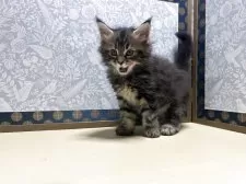 メインクーン【岩手県・男の子・2025年7月12日・ブラウンタビー】の写真5