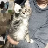 メインクーン【岩手県・男の子・2025年7月12日・ブラウンタビー&ホワイト】の写真5