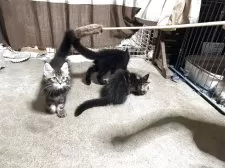 メインクーン【岩手県・男の子・2025年7月12日・ブラウンタビー】の写真6