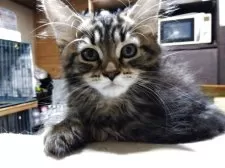 メインクーン【岩手県・女の子・2025年7月12日・ブラウンタビー】の写真9