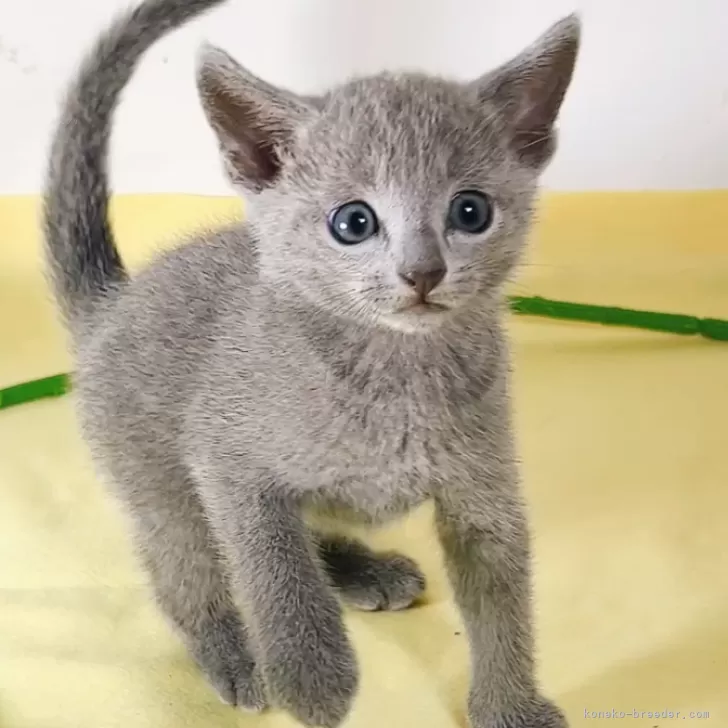 ID：2407-02760の子猫