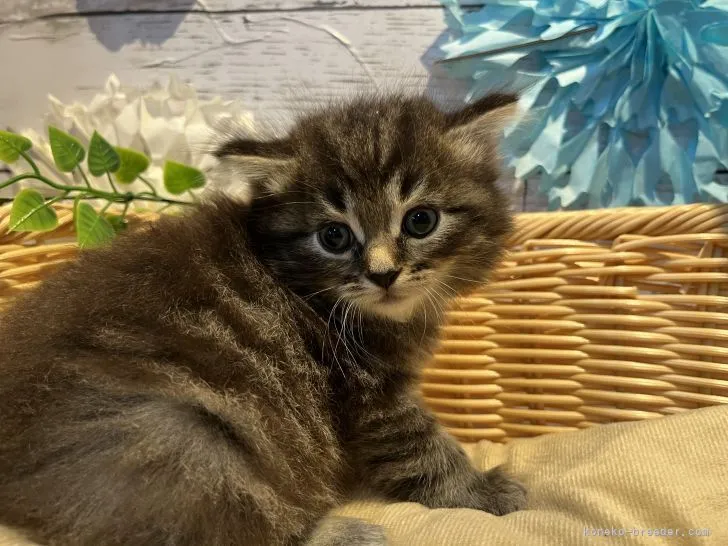 ID:2206-01105の子猫