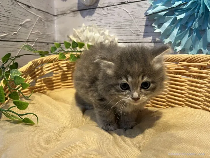 ID：2206-01102の子猫