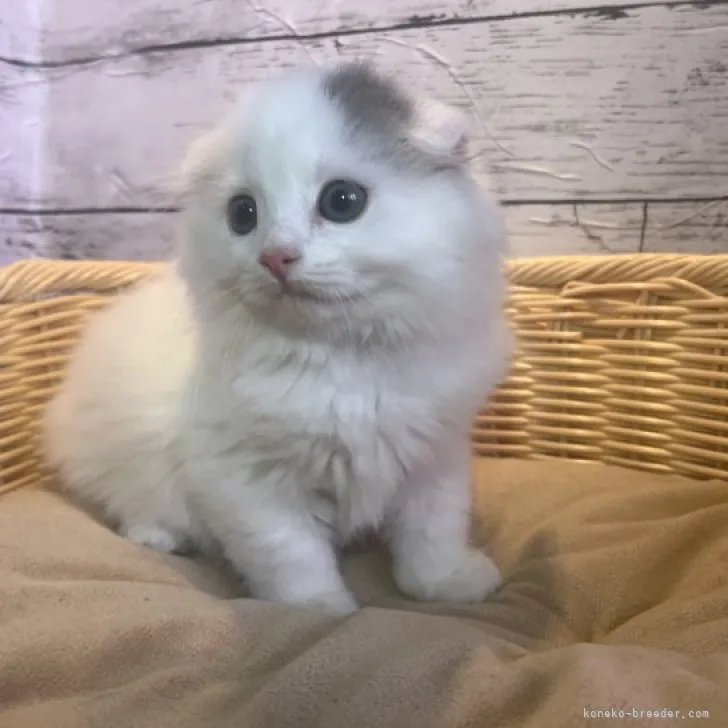 ID:2308-00198の子猫