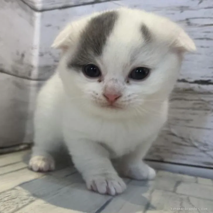 ID：2301-00139の子猫