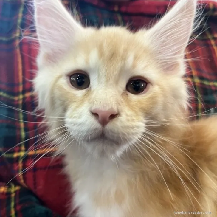 星野 様のお迎えした子猫