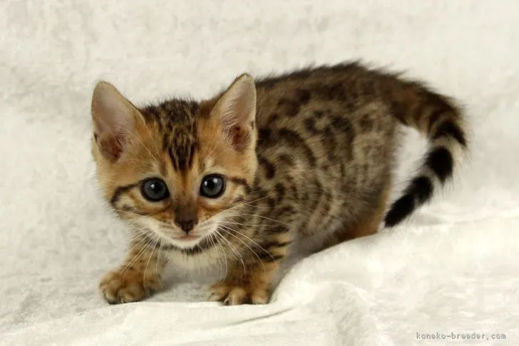 ID：2203-02549の子猫
