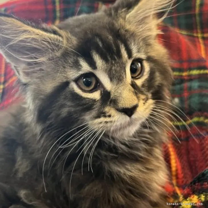 ID：2302-00703の子猫