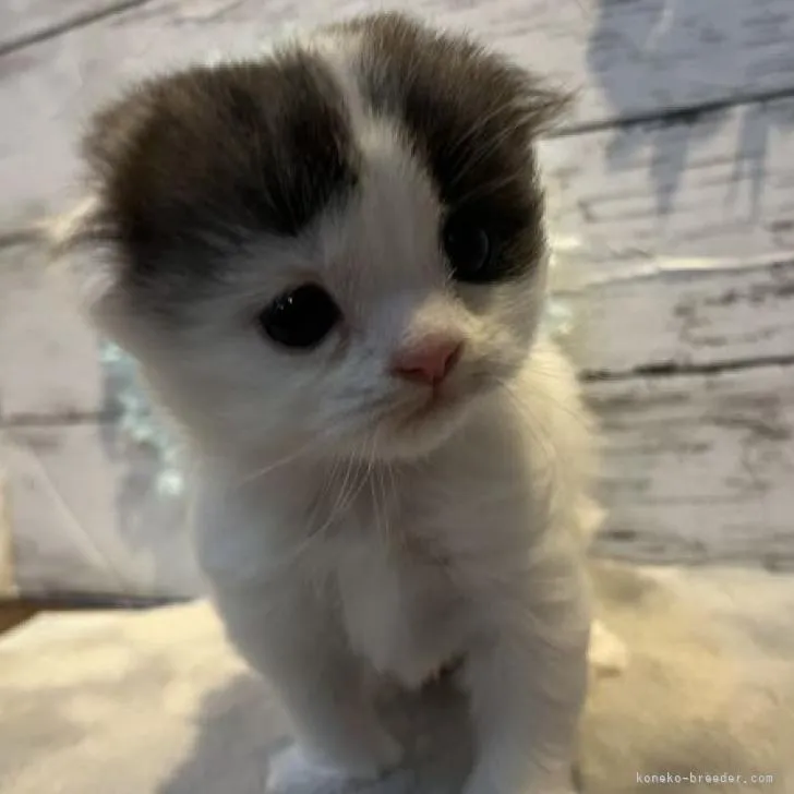 ID:2210-00586の子猫
