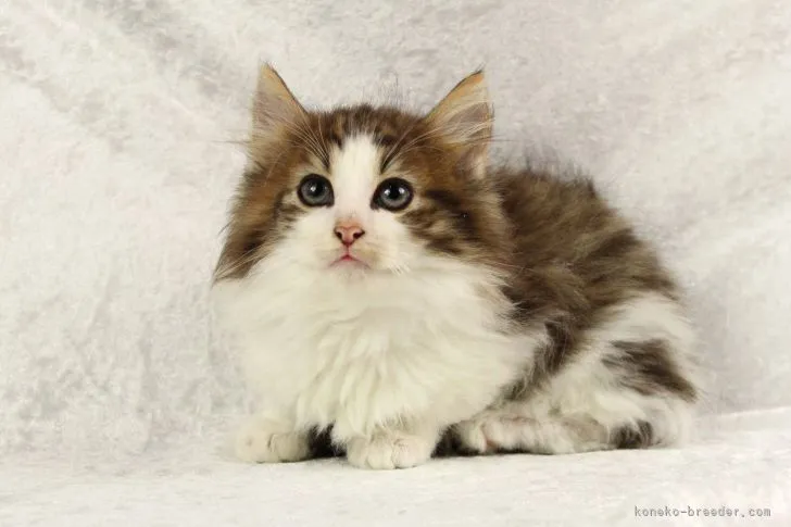 ID：2203-02545の子猫