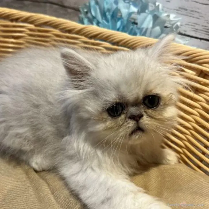 ID：2209-00184の子猫