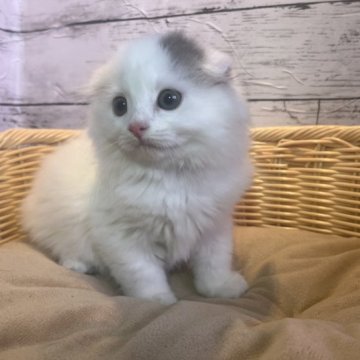 スコティッシュフォールド(折れ耳)【静岡県・男の子・2023年7月5日・ブルーアンドホワイト】の写真「綺麗なお顔立ちしてます🐈❤️」