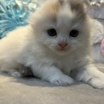 スコティッシュフォールド(折れ耳)【静岡県・女の子・2022年9月3日・ブルートーティーホワイト】の写真「大人しいですよ♩」