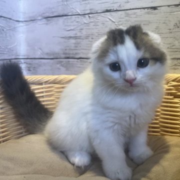 スコティッシュフォールド(折れ耳)【静岡県・男の子・2023年7月5日・ブラウンタビーアンドホワイト】の写真「とっても可愛く成長中です☀️🎶」