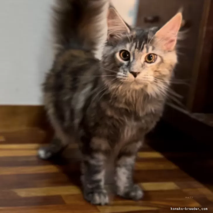 ID：2412-02001の子猫