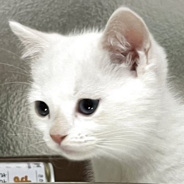 マンチカン(短足)【茨城県・女の子・2025年8月1日・クリームポイント（短毛）】の写真「ちょっとひかえめな女の子」