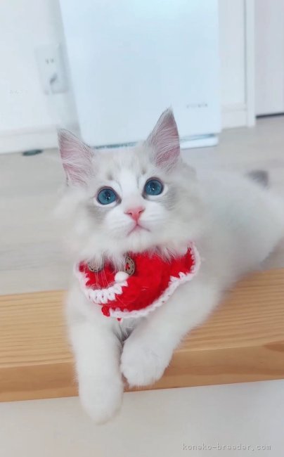 当キャッテリーで生まれたラグちゃんです🥰｜川田　あすか(かわた　あすか)ブリーダー(京都府・ラグドール・CFA/ACC登録)の紹介写真10