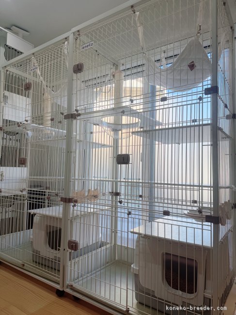 川田　あすか(かわた　あすか)ブリーダー(京都府・ラグドール・CFA/ACC登録)の紹介写真3