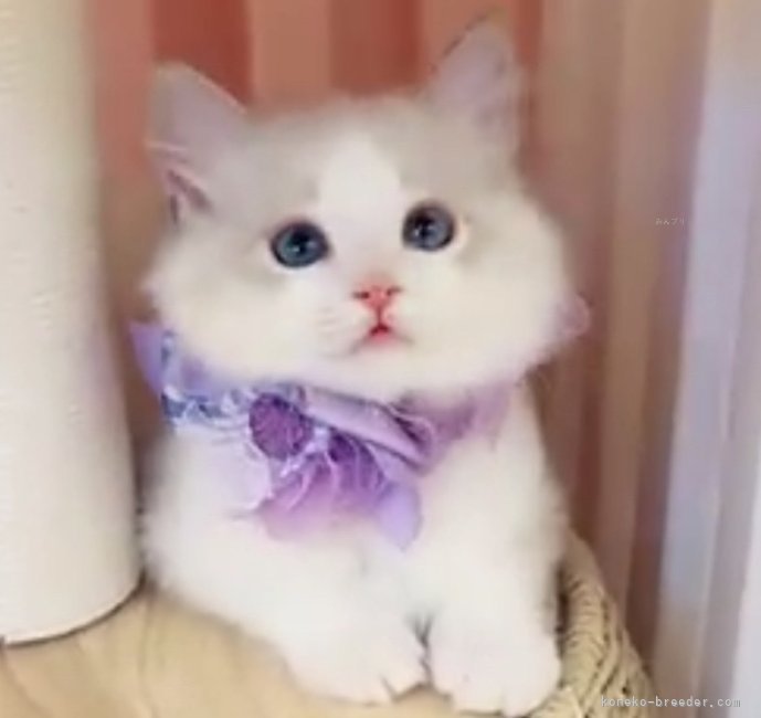 当キャッテリーで生まれたラグちゃんです💕｜川田　あすか(かわた　あすか)ブリーダー(京都府・ラグドール・CFA/ACC登録)の紹介写真6