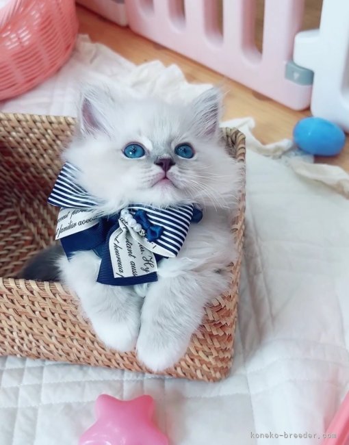 当キャッテリーで生まれたシュガーくん🥰｜川田　あすか(かわた　あすか)ブリーダー(京都府・ラグドール・CFA/ACC登録)の紹介写真9