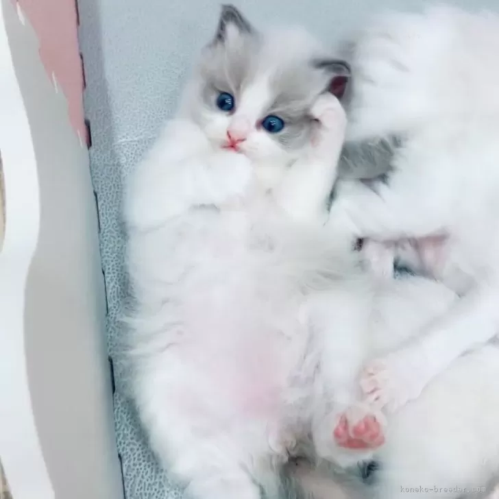 ID:2410-00451の子猫