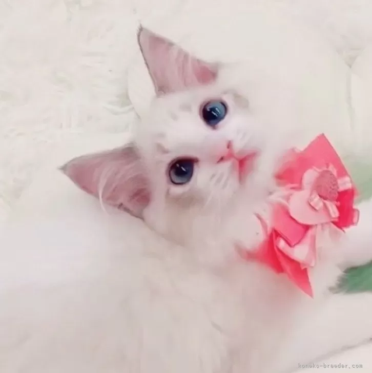 ID:2505-03816の子猫