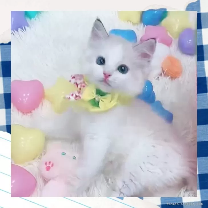 ID：2507-00140の子猫