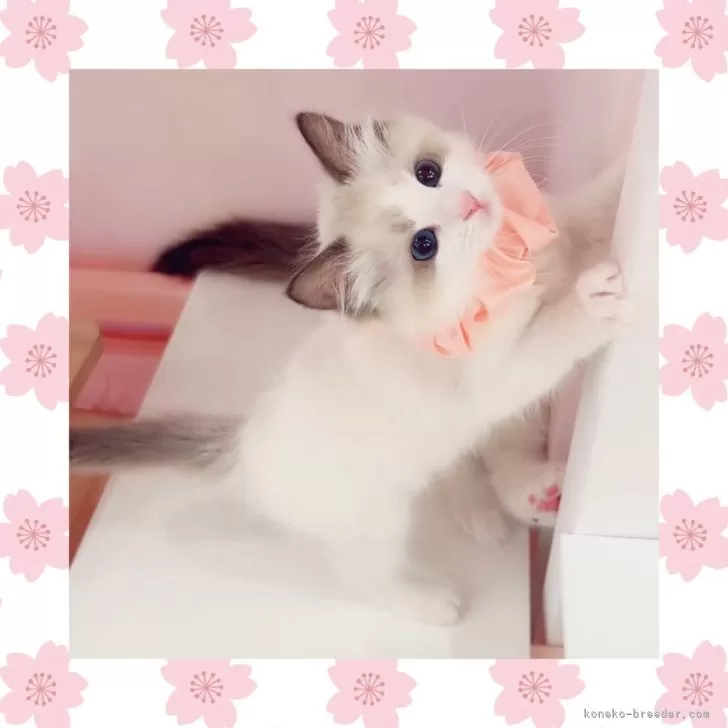 ID:2503-00837の子猫
