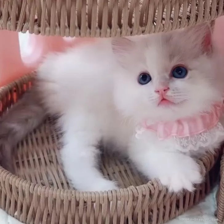 ID：2512-01638の子猫